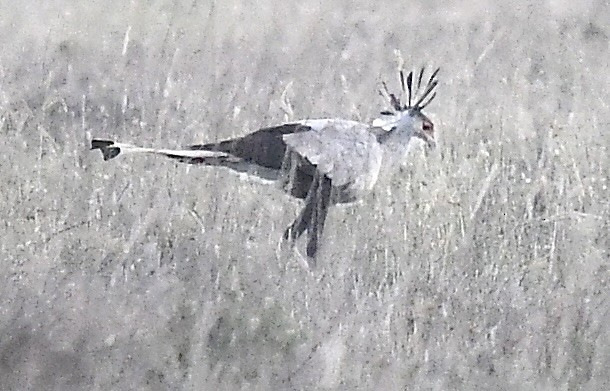 Secretarybird - ML540524541