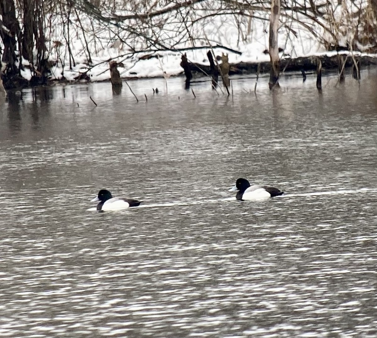 Greater Scaup - ML540525191