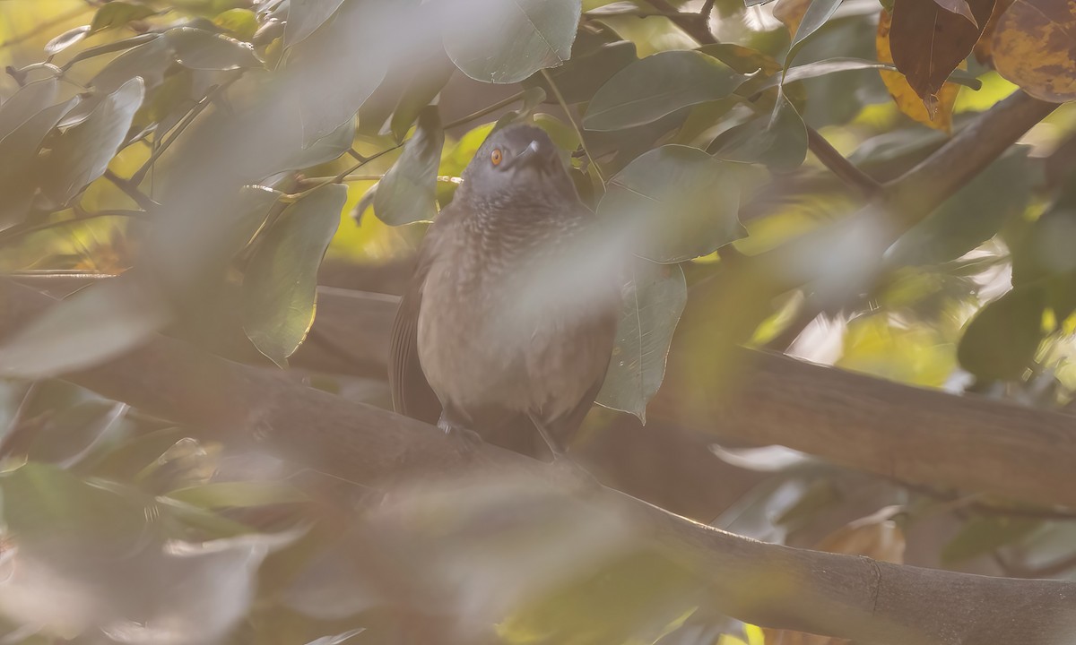 Brown Babbler - ML540525291