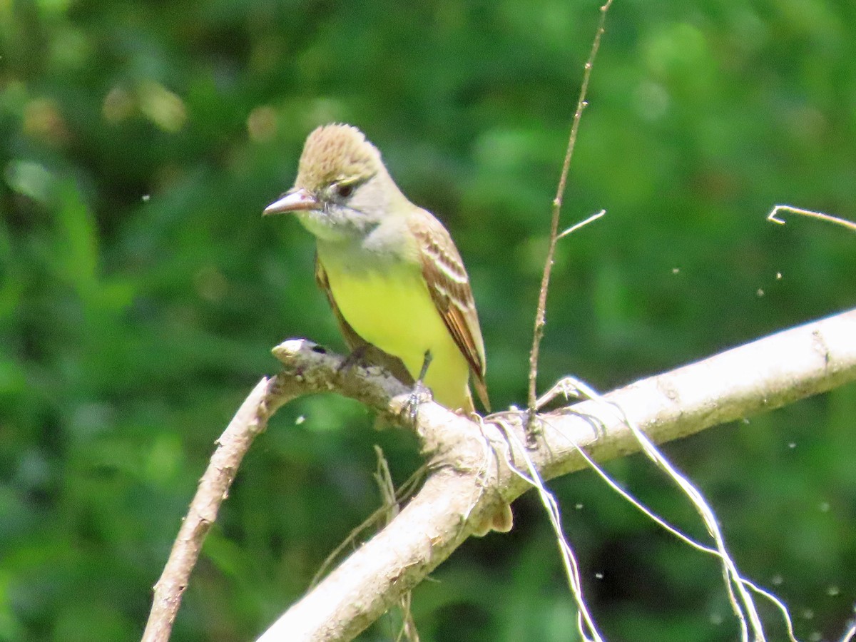 Great Crested Flycatcher - C. Phillips