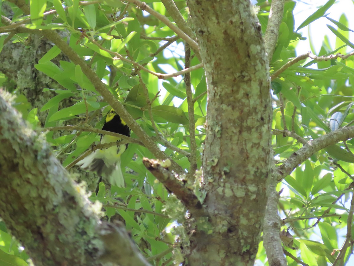 Black-throated Green Warbler - ML540528641