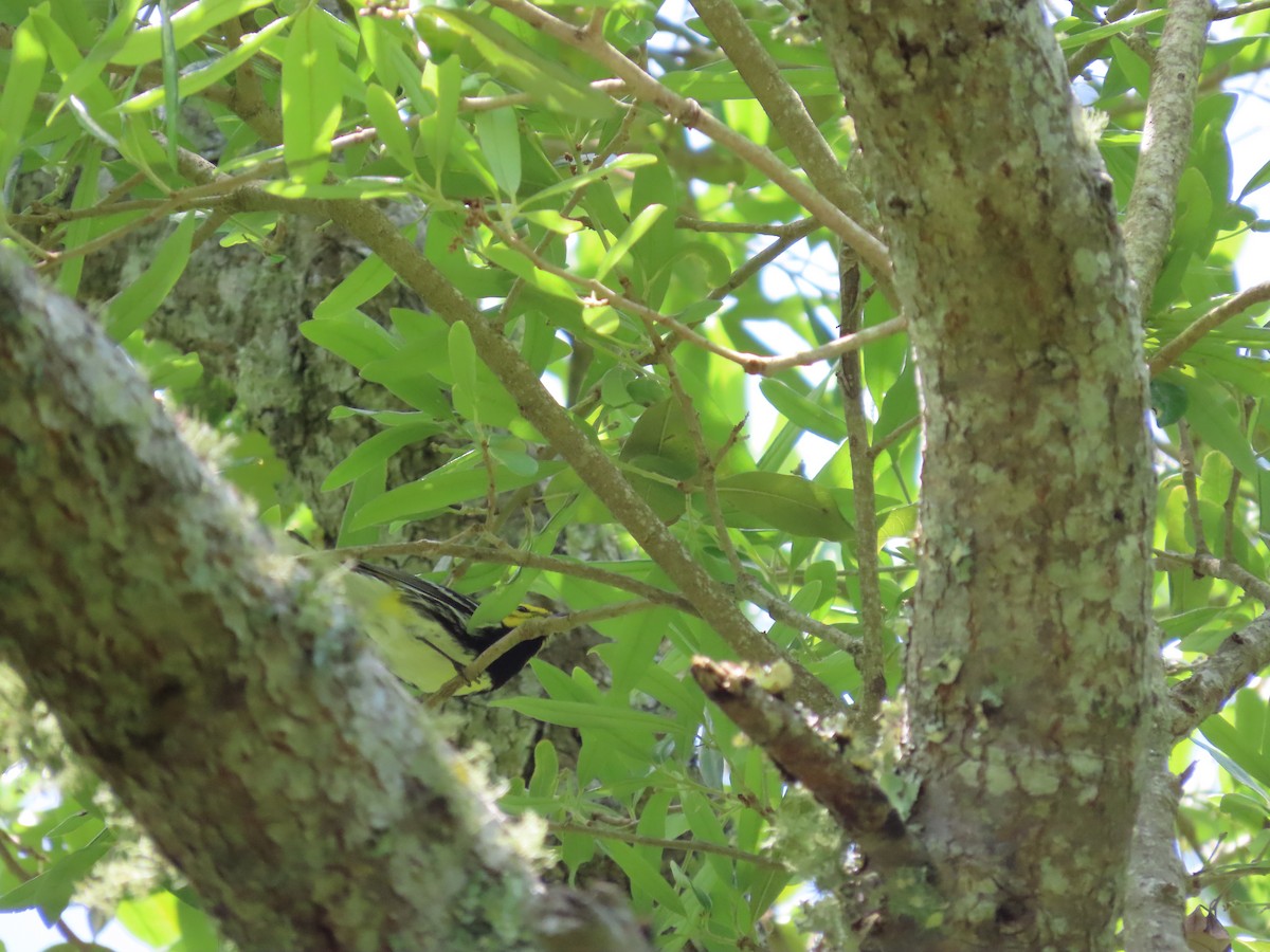 Black-throated Green Warbler - ML540528661