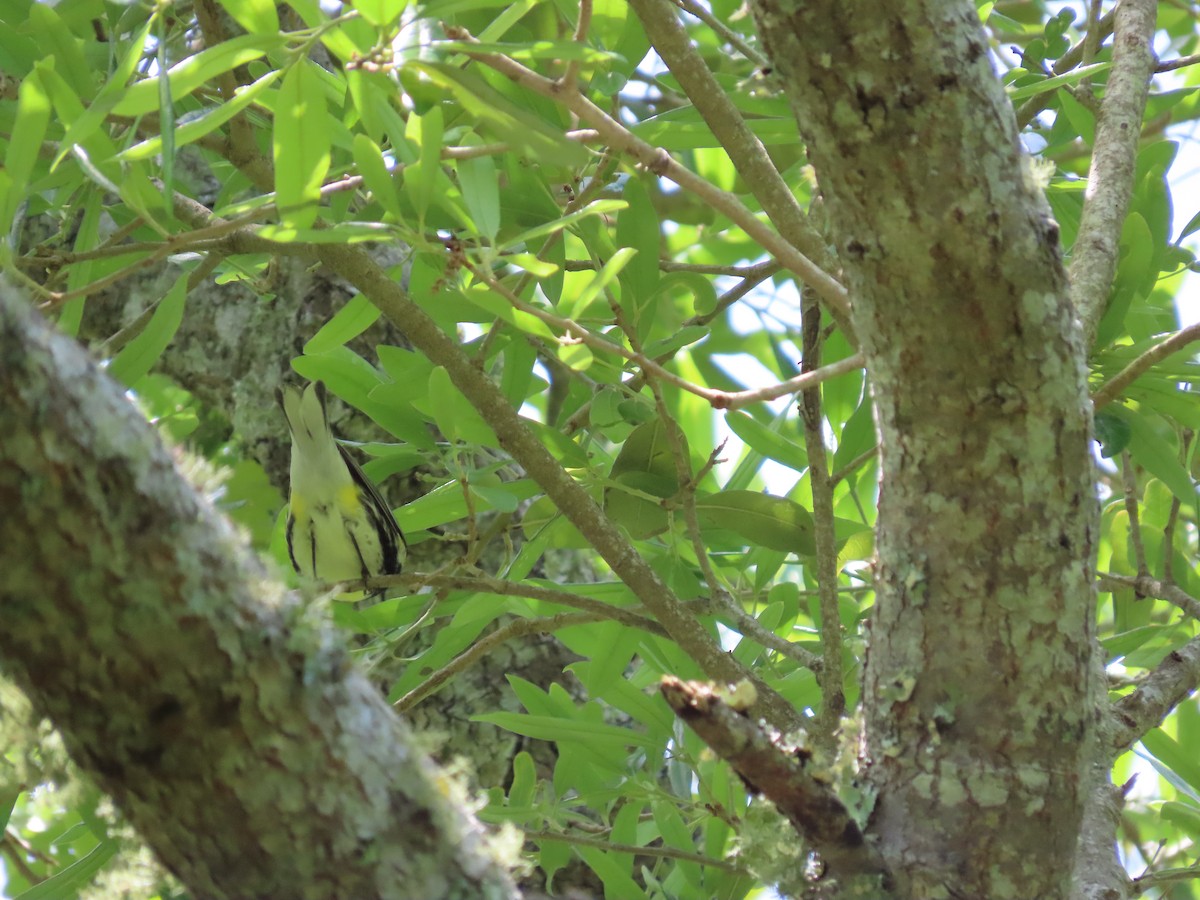Black-throated Green Warbler - ML540528671