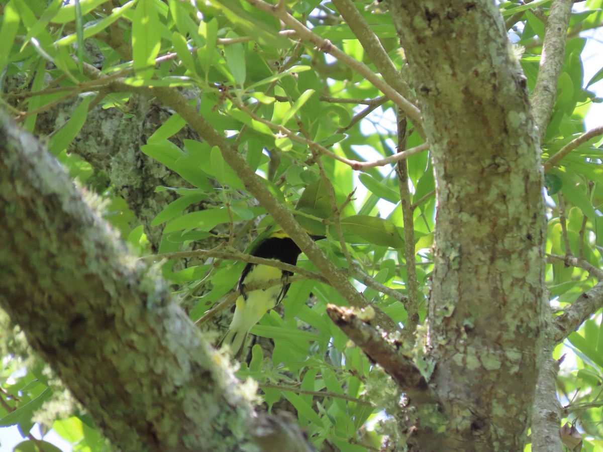 Black-throated Green Warbler - ML540528681