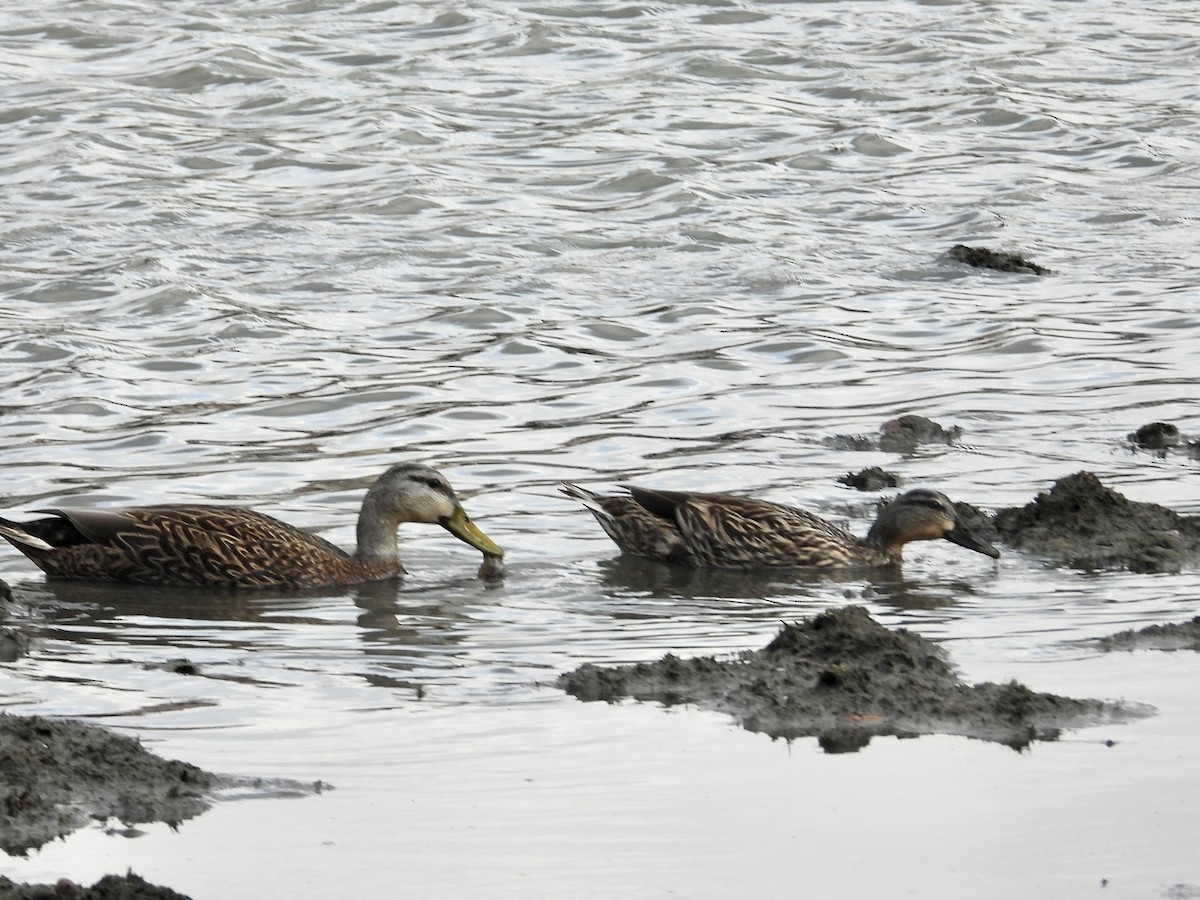 Mottled Duck - ML540529481