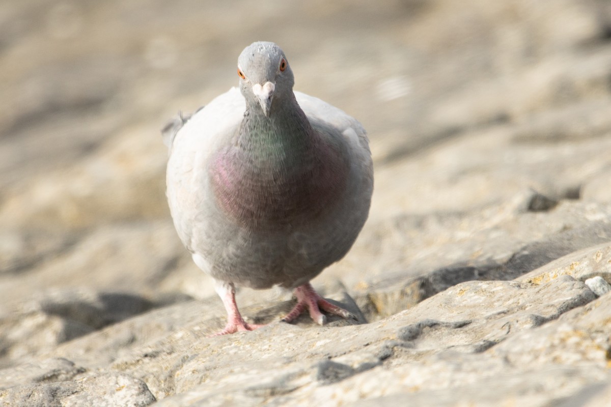 Rock Pigeon (Feral Pigeon) - ML540531291