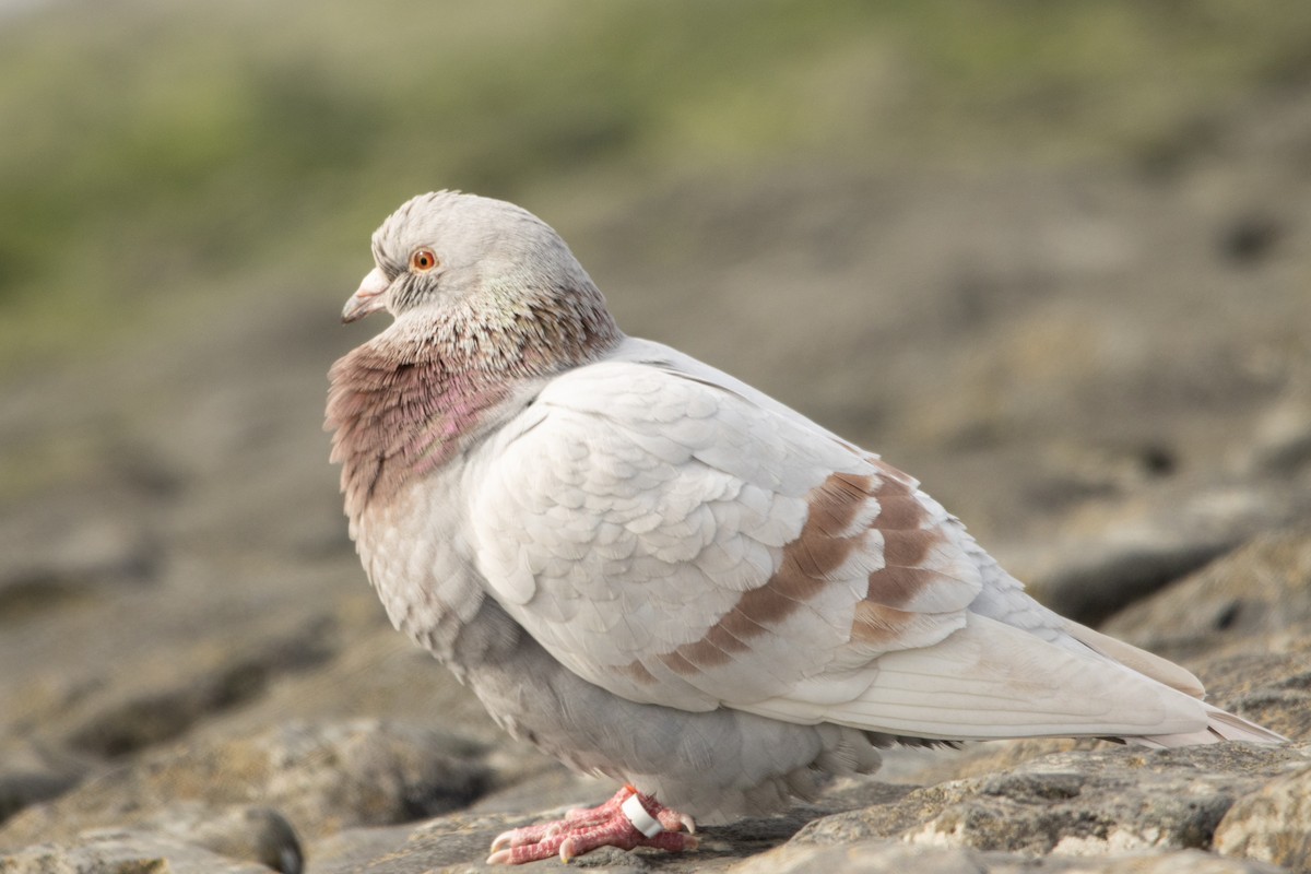 Сизый голубь (Одомашненного типа) - ML540531301
