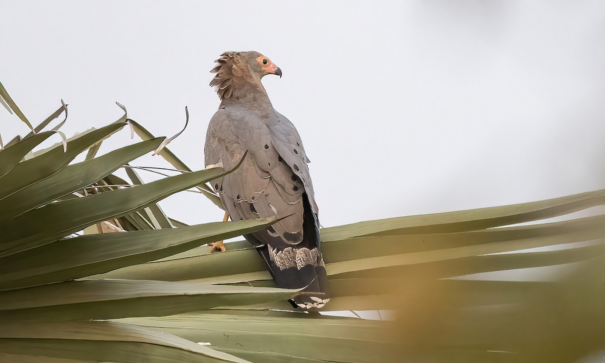 African Harrier-Hawk - Paul Fenwick