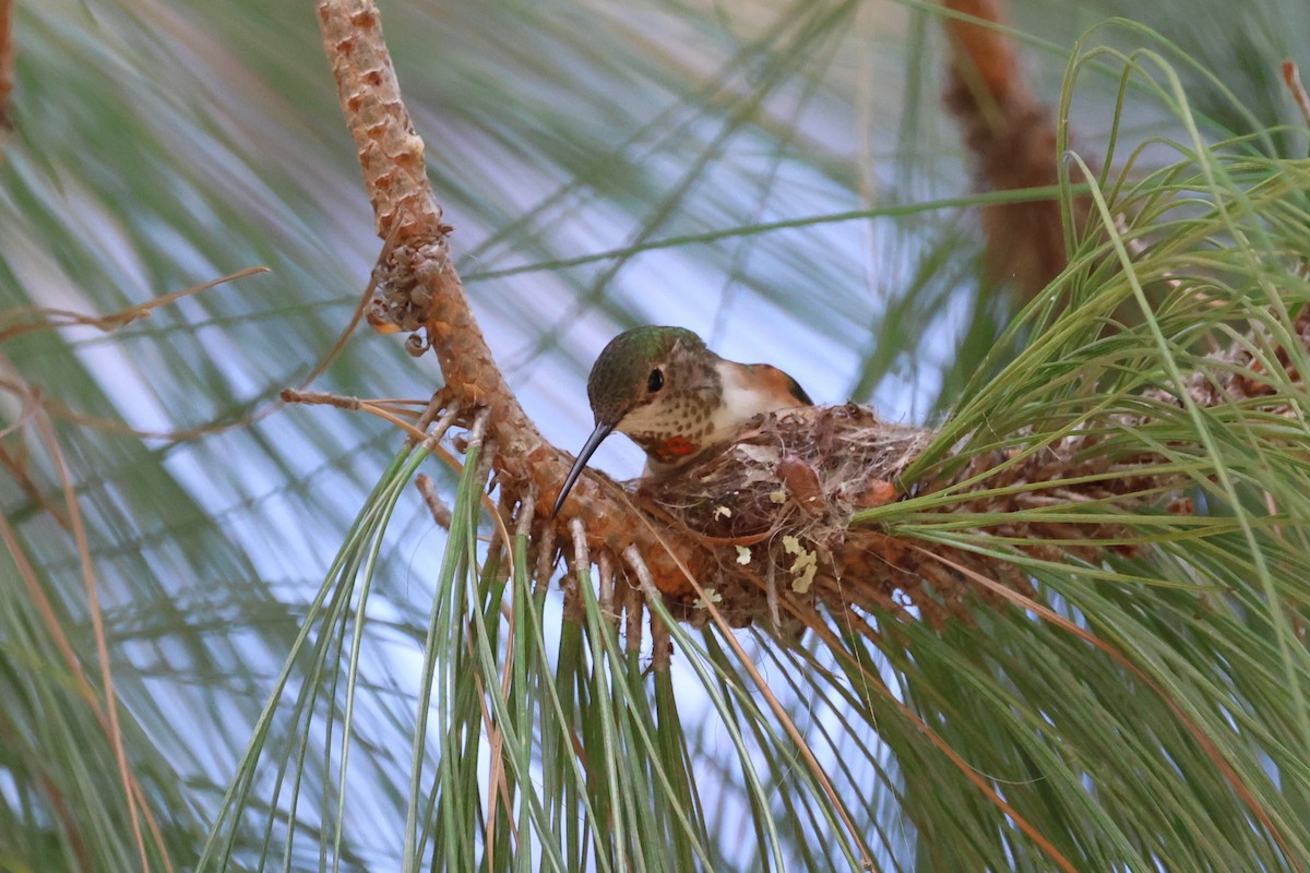 Allen's Hummingbird - ML540532971