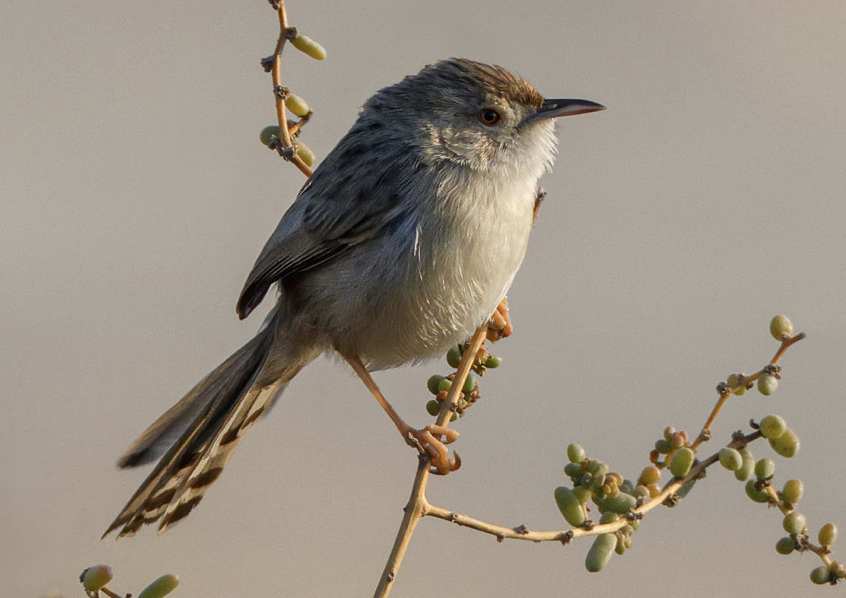 Graceful/Delicate Prinia - ML540533071
