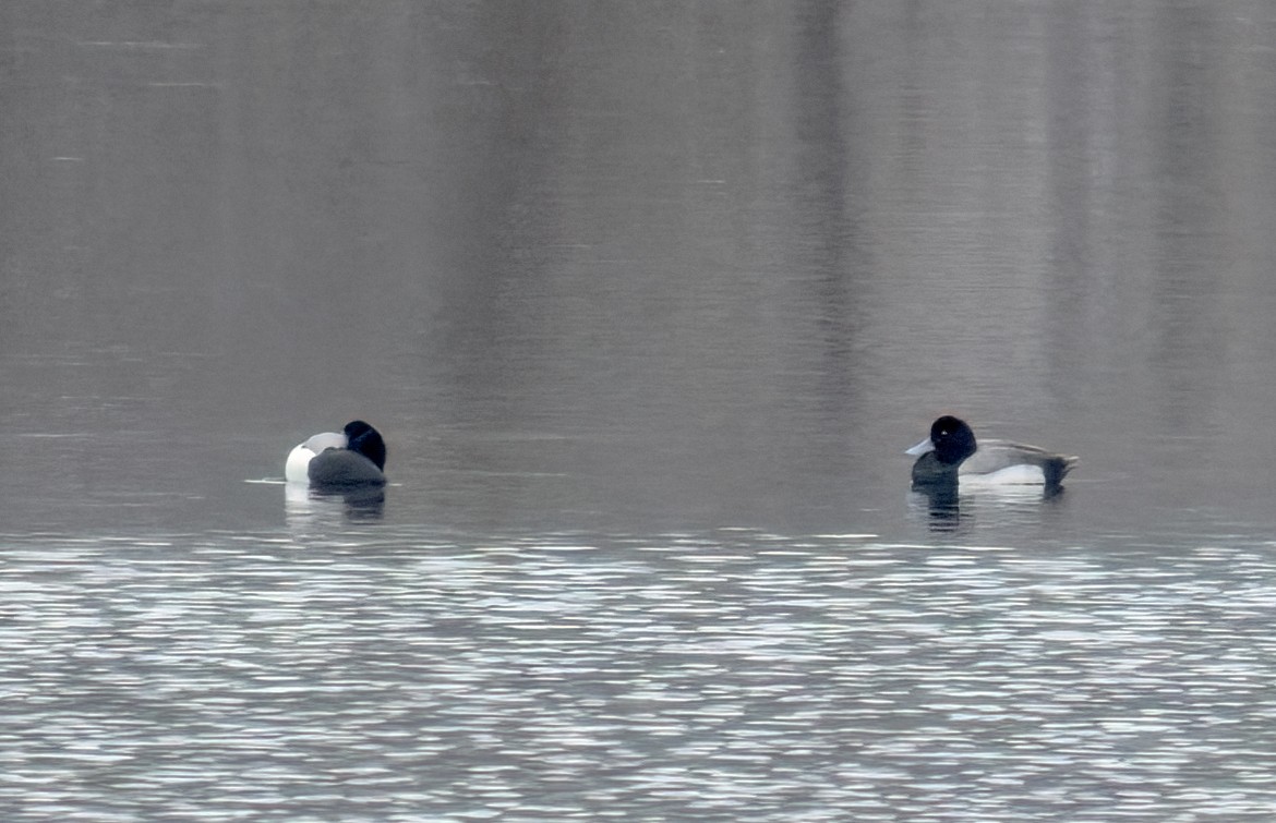 Greater Scaup - ML540533251