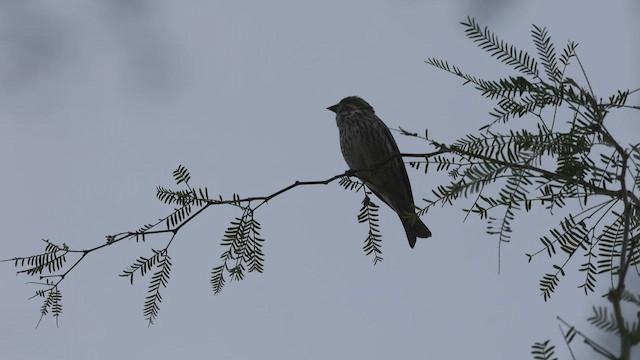 Cassin's Finch - ML540533591