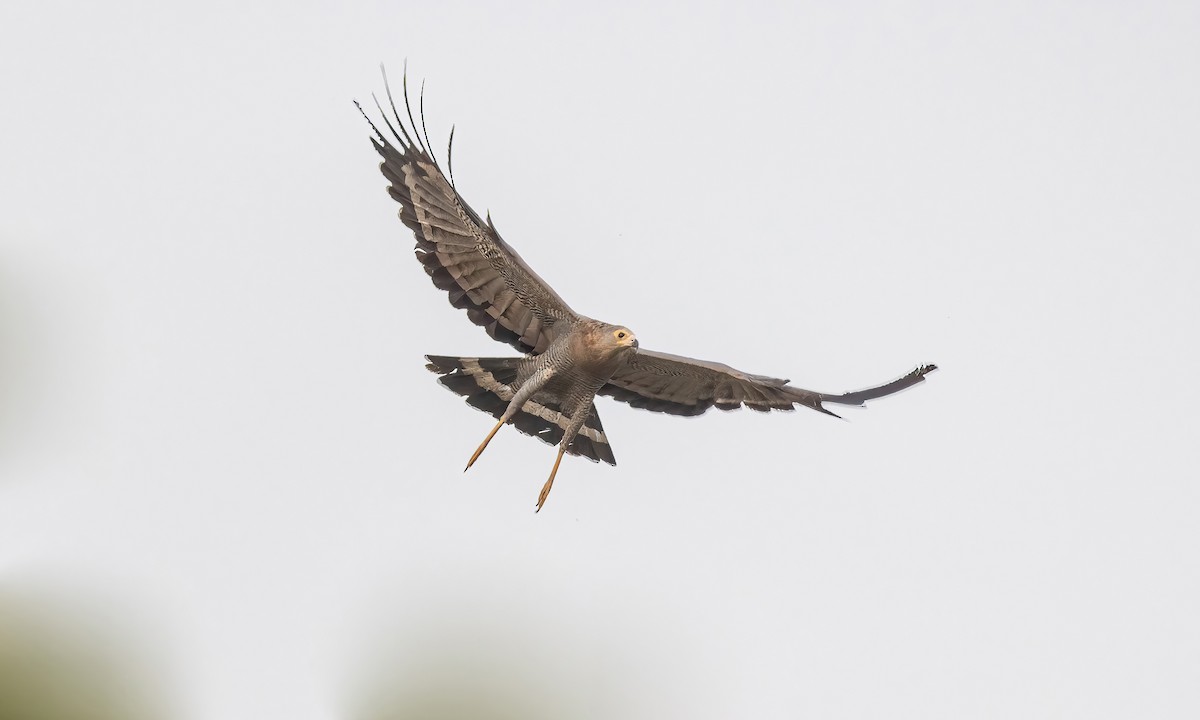 African Harrier-Hawk - Paul Fenwick