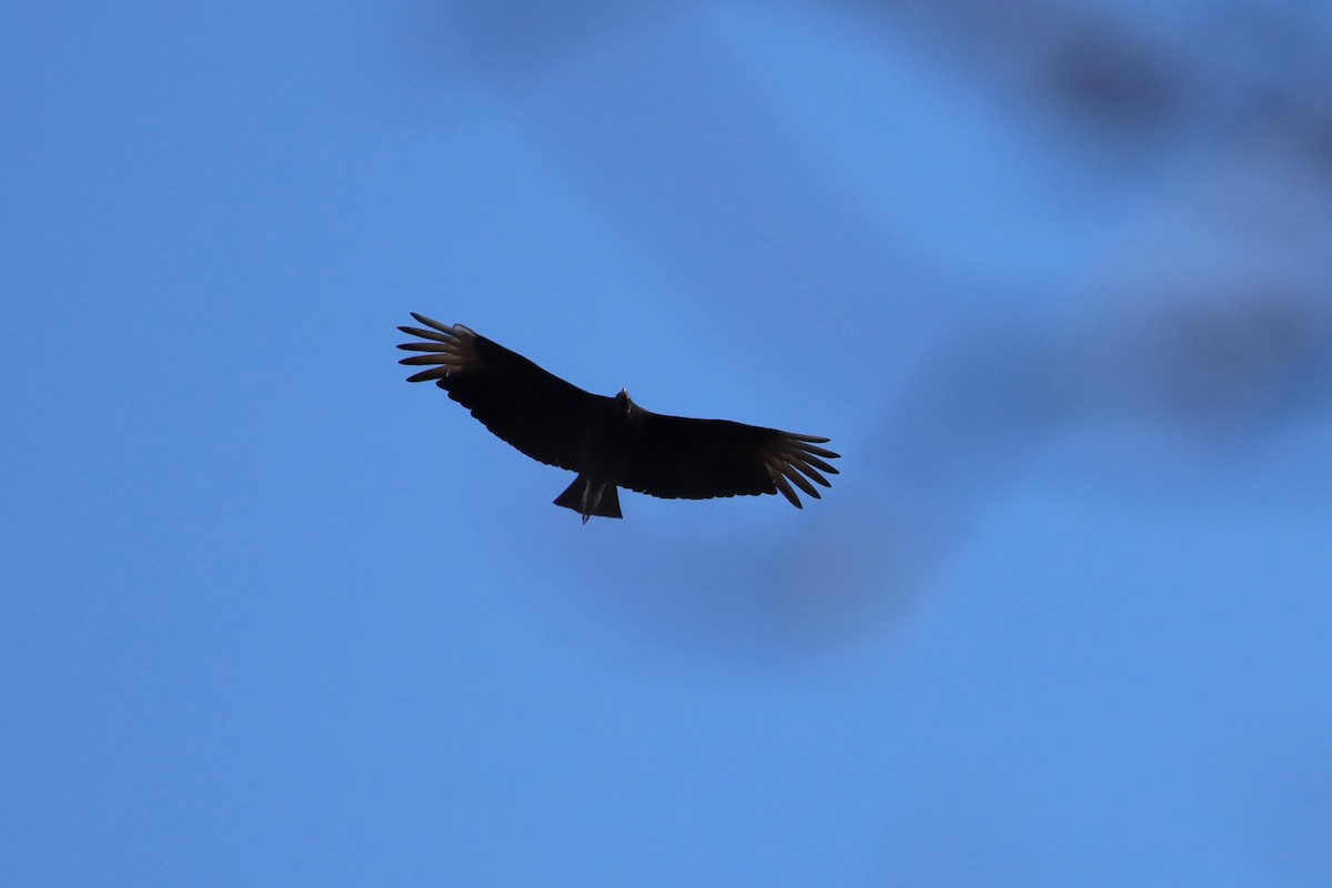 Black Vulture - ML540533791