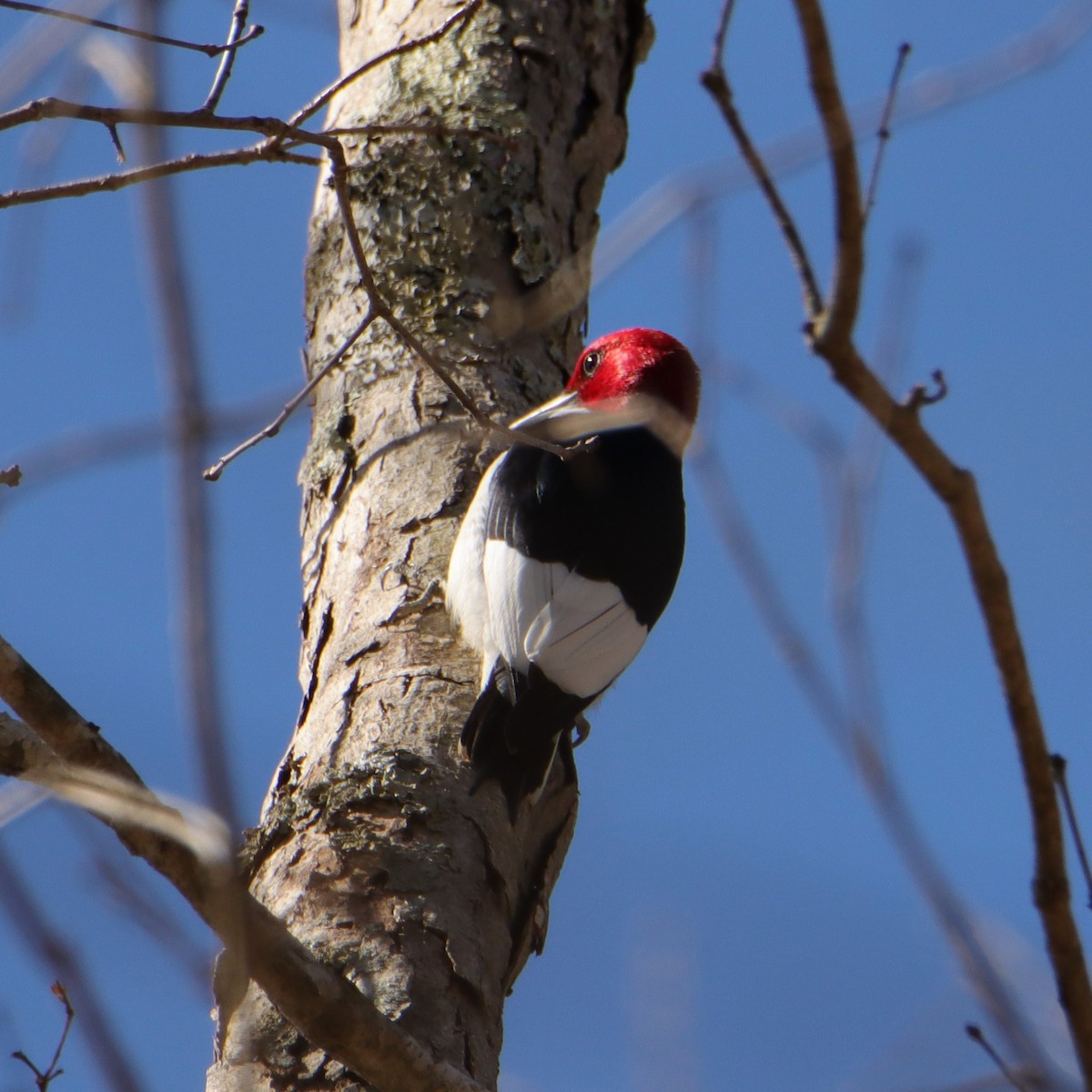 Red-headed Woodpecker - Mary Erickson