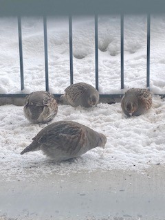 Gray Partridge - ML540534081