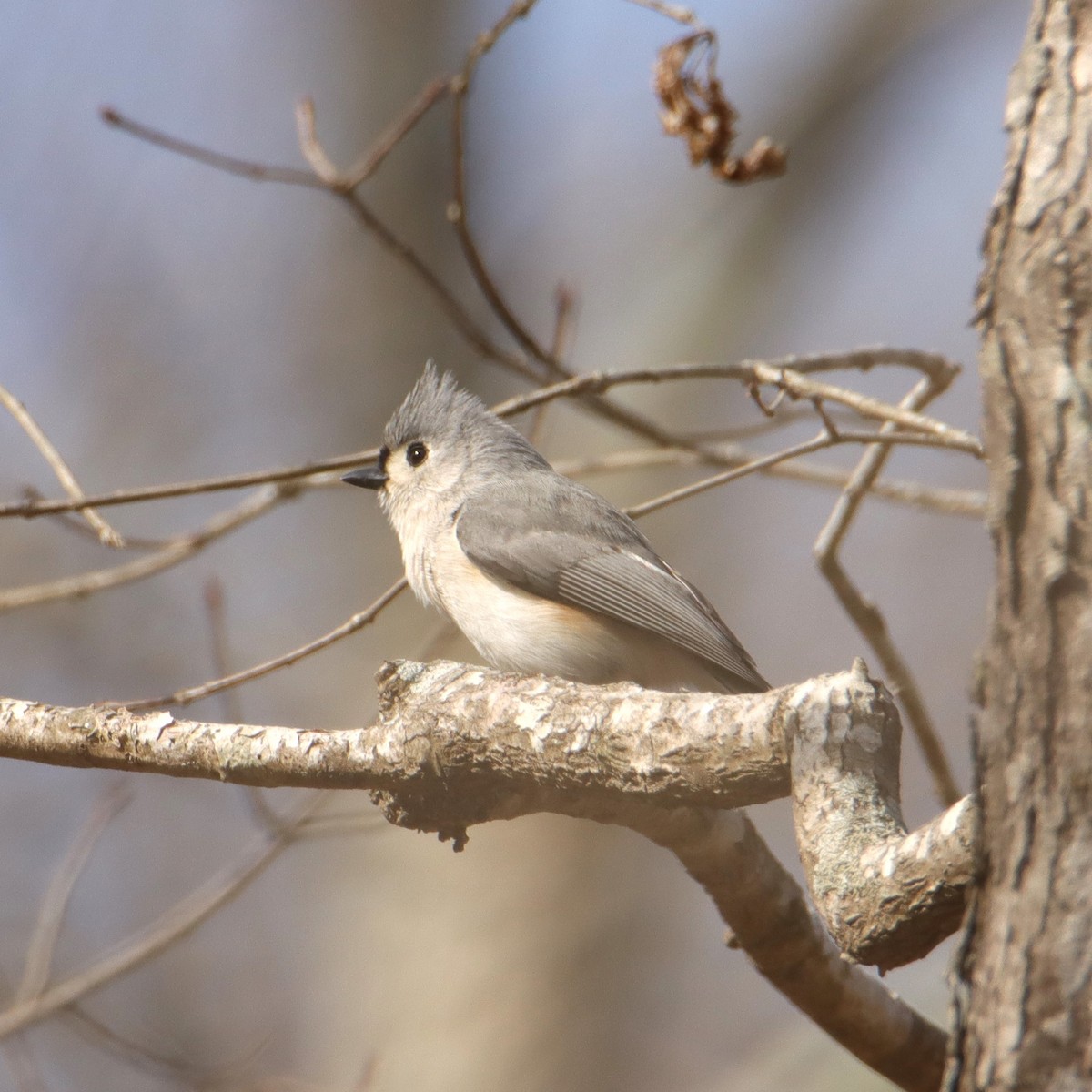 Tufted Titmouse - ML540534221