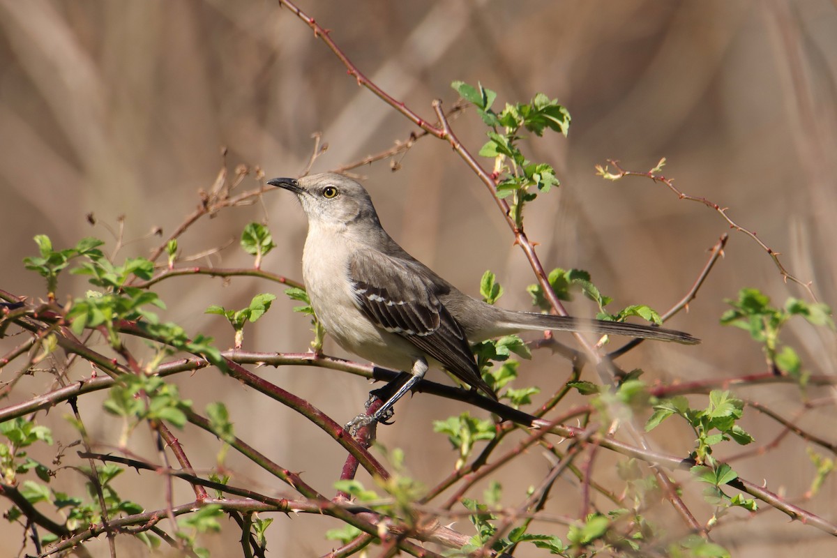 Northern Mockingbird - ML540534351