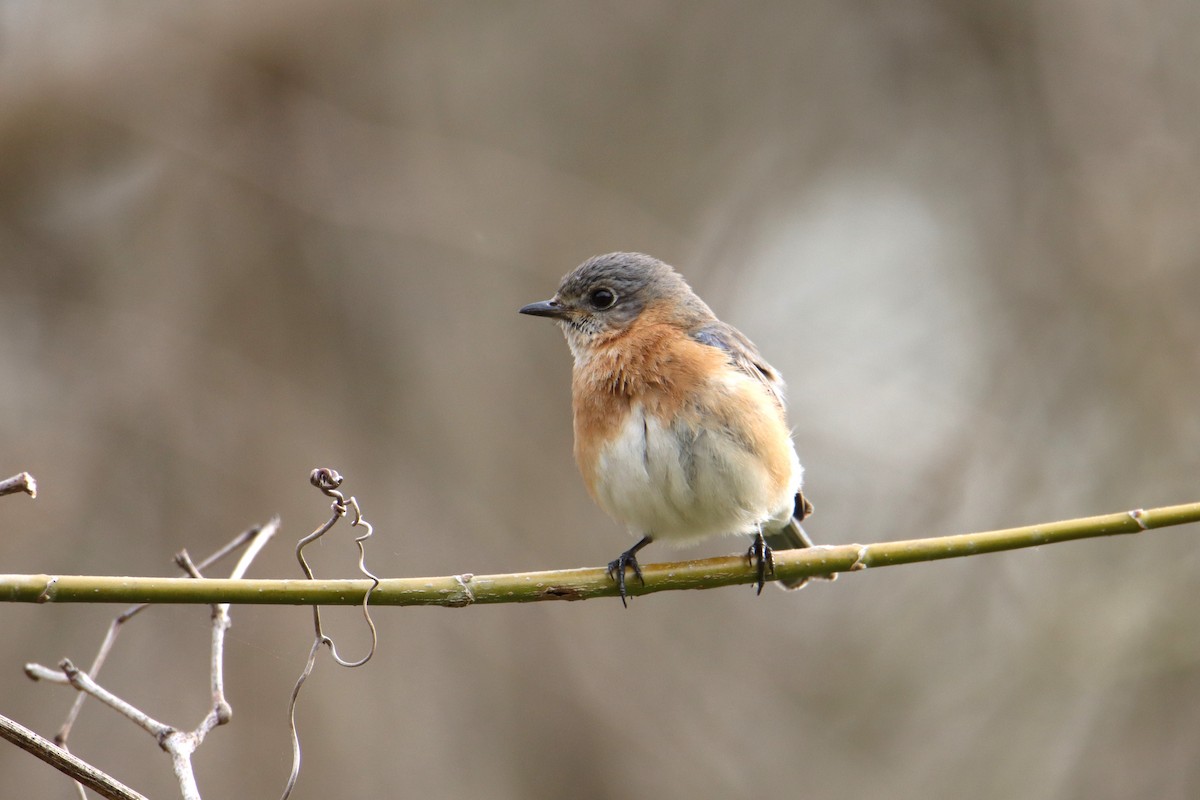 Eastern Bluebird - ML540534441