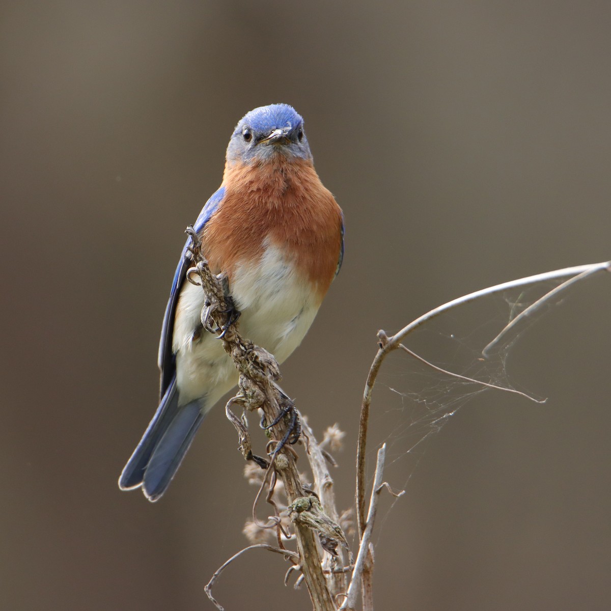 Eastern Bluebird - ML540534451