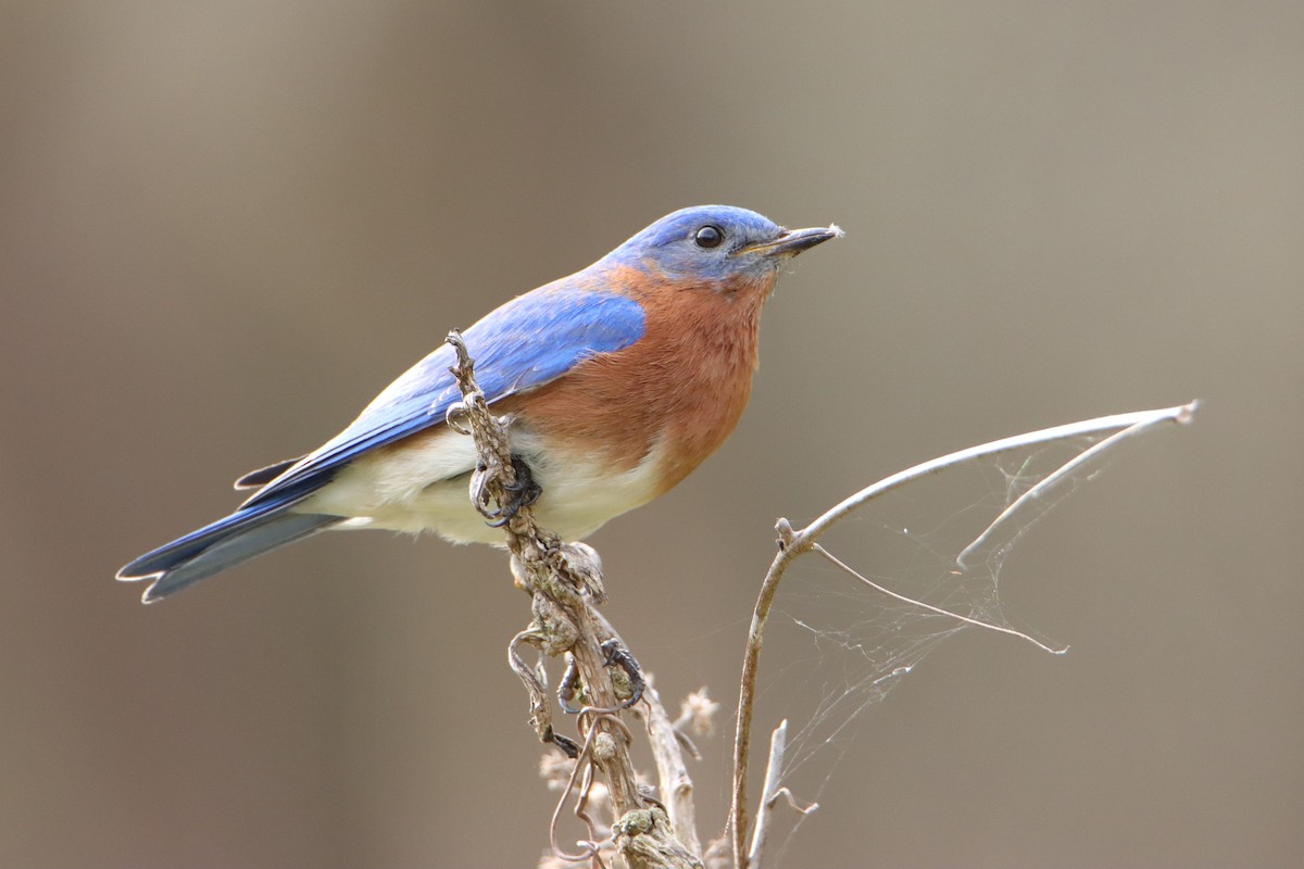 Eastern Bluebird - ML540534461