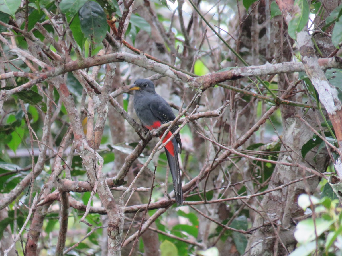 Black-tailed Trogon - Alfonso Escajadillo