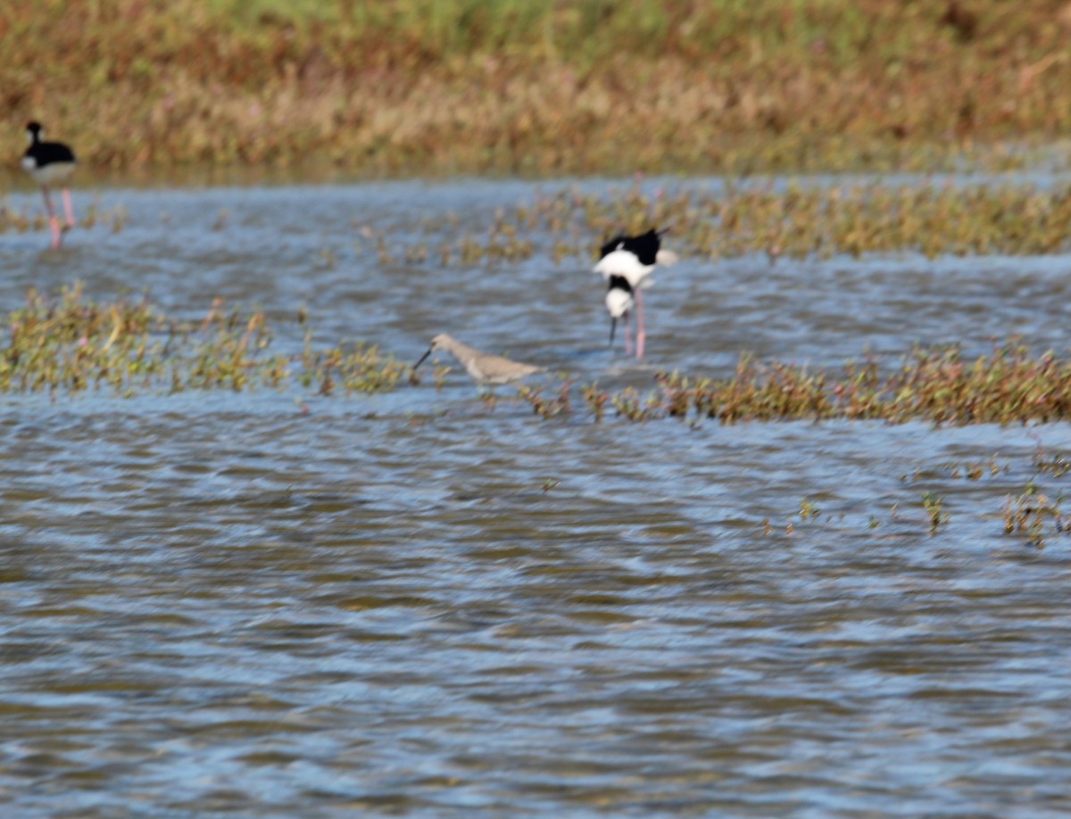 Stilt Sandpiper - ML540534791