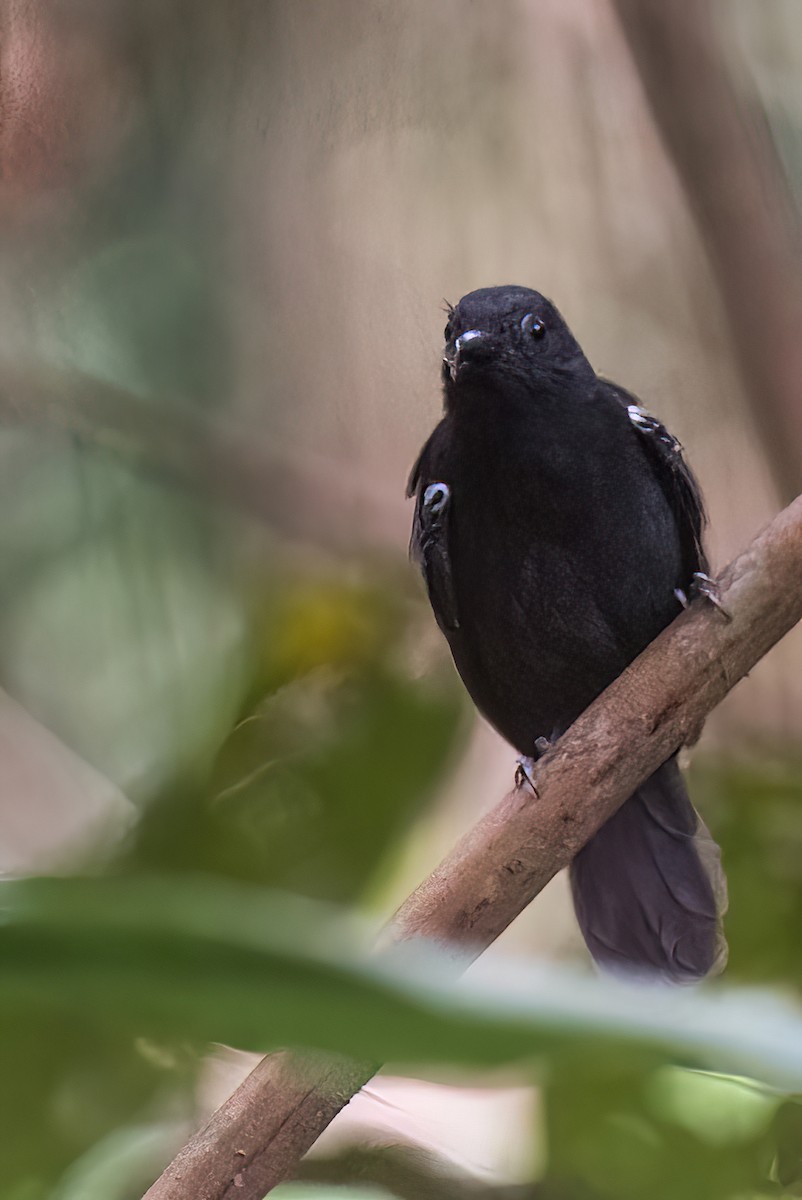 Black Antbird - ML540534831