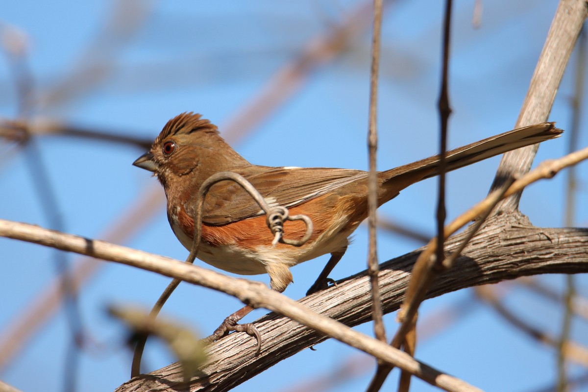 Eastern Towhee - ML540534911