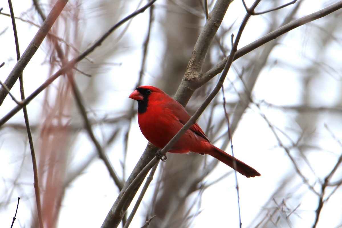 Northern Cardinal - ML540535641