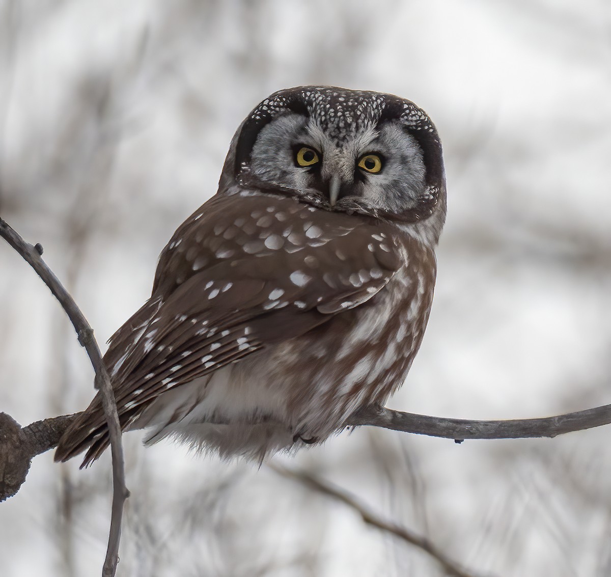 Boreal Owl - ML540536221