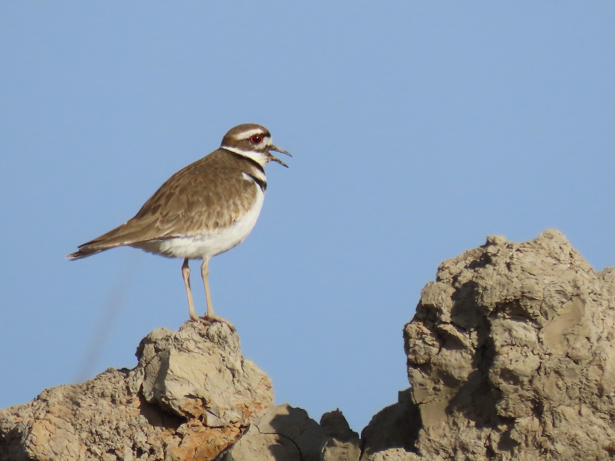 Killdeer - ML540536251