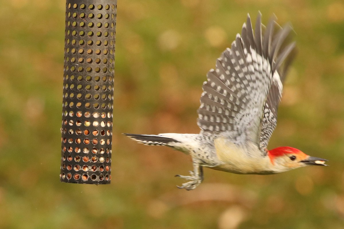 Red-bellied Woodpecker - ML540538711