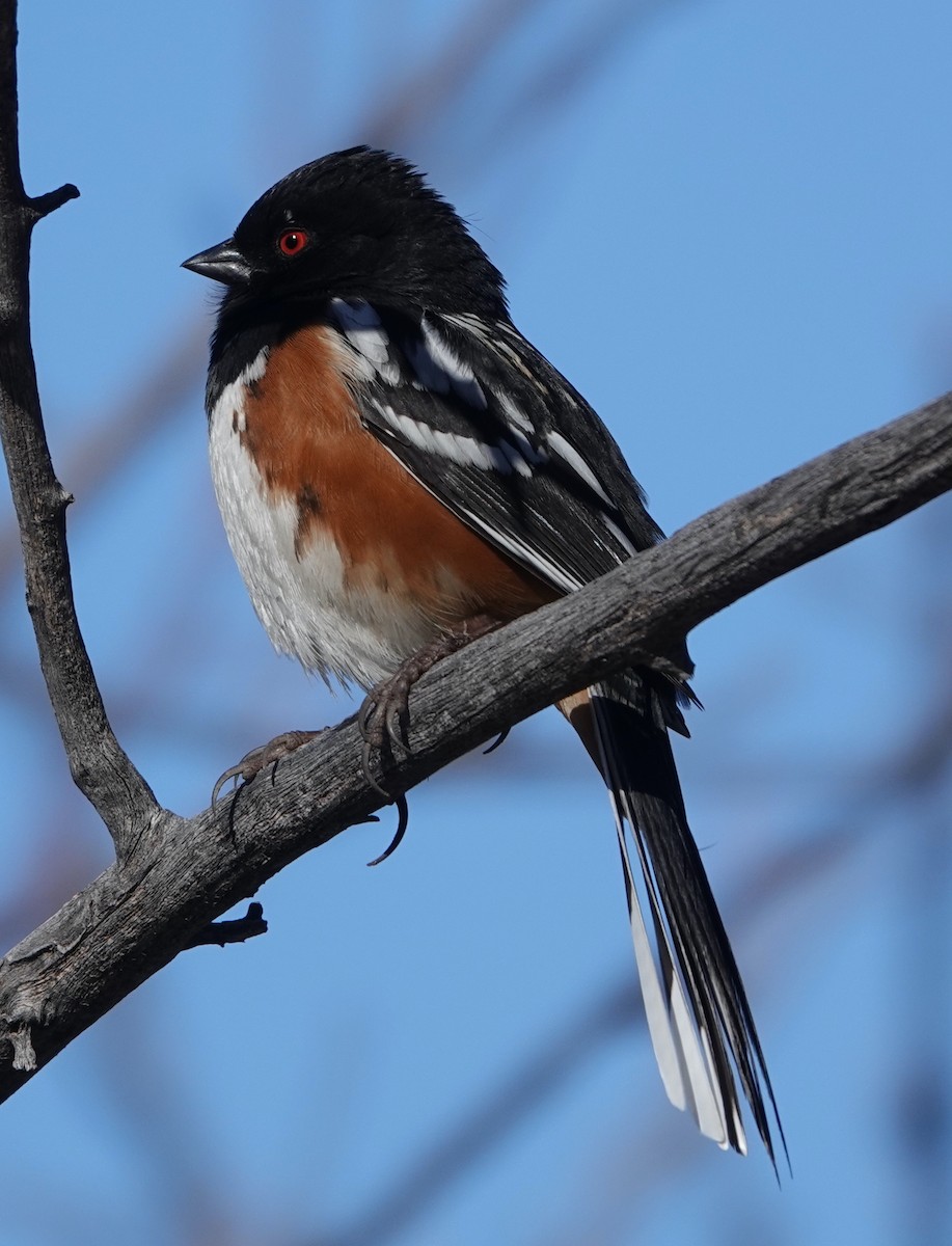 Spotted Towhee - ML540538751