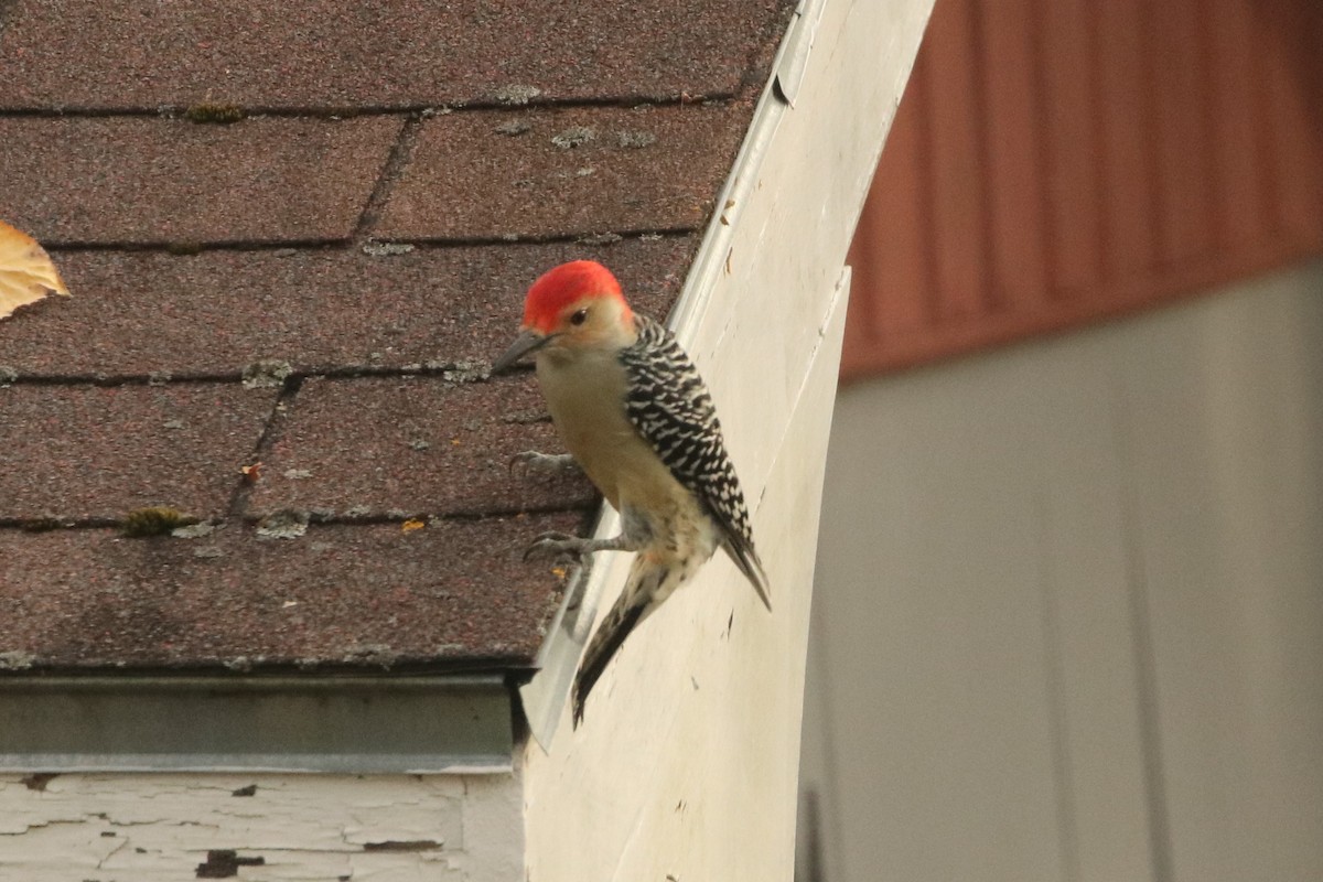 Red-bellied Woodpecker - ML540538861