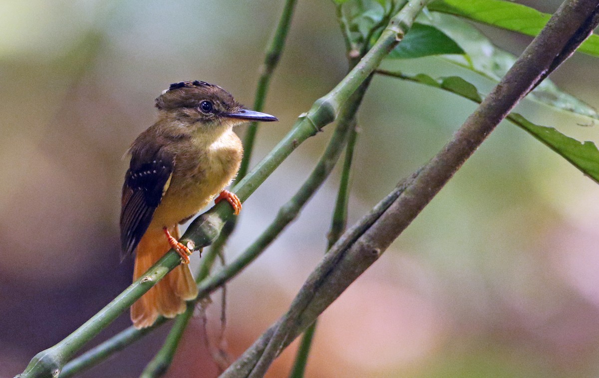 Tropical Royal Flycatcher - ML54053971