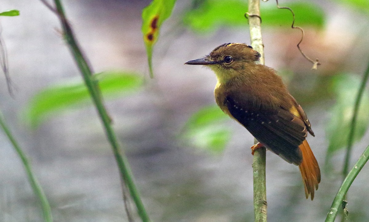 Tropical Royal Flycatcher - ML54053981