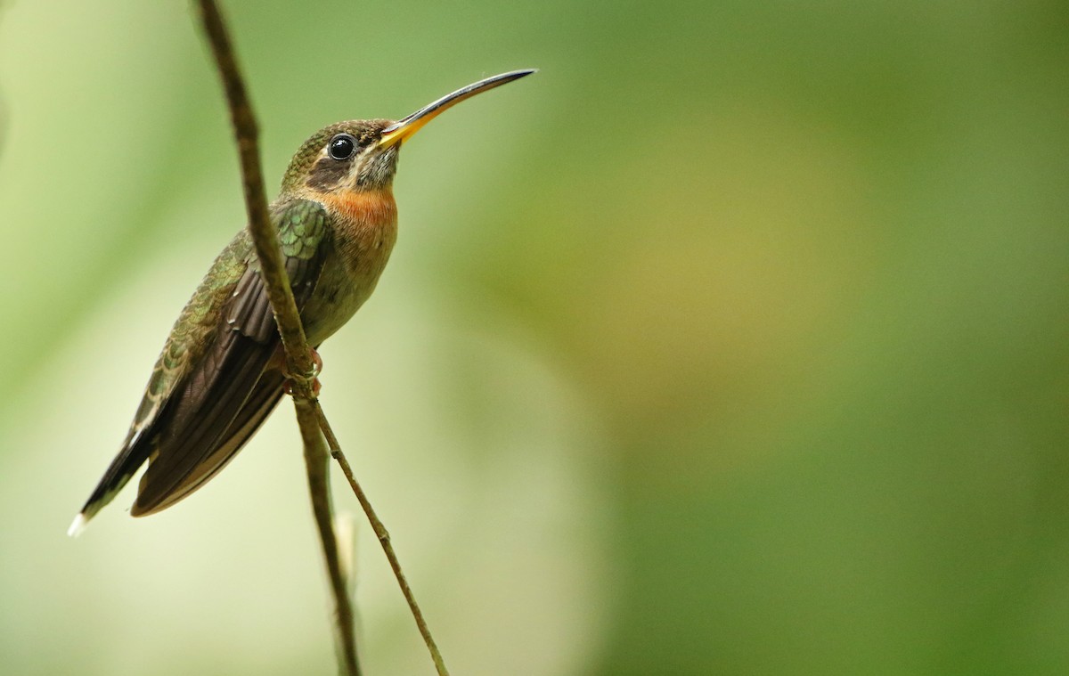 Band-tailed Barbthroat - Luke Seitz