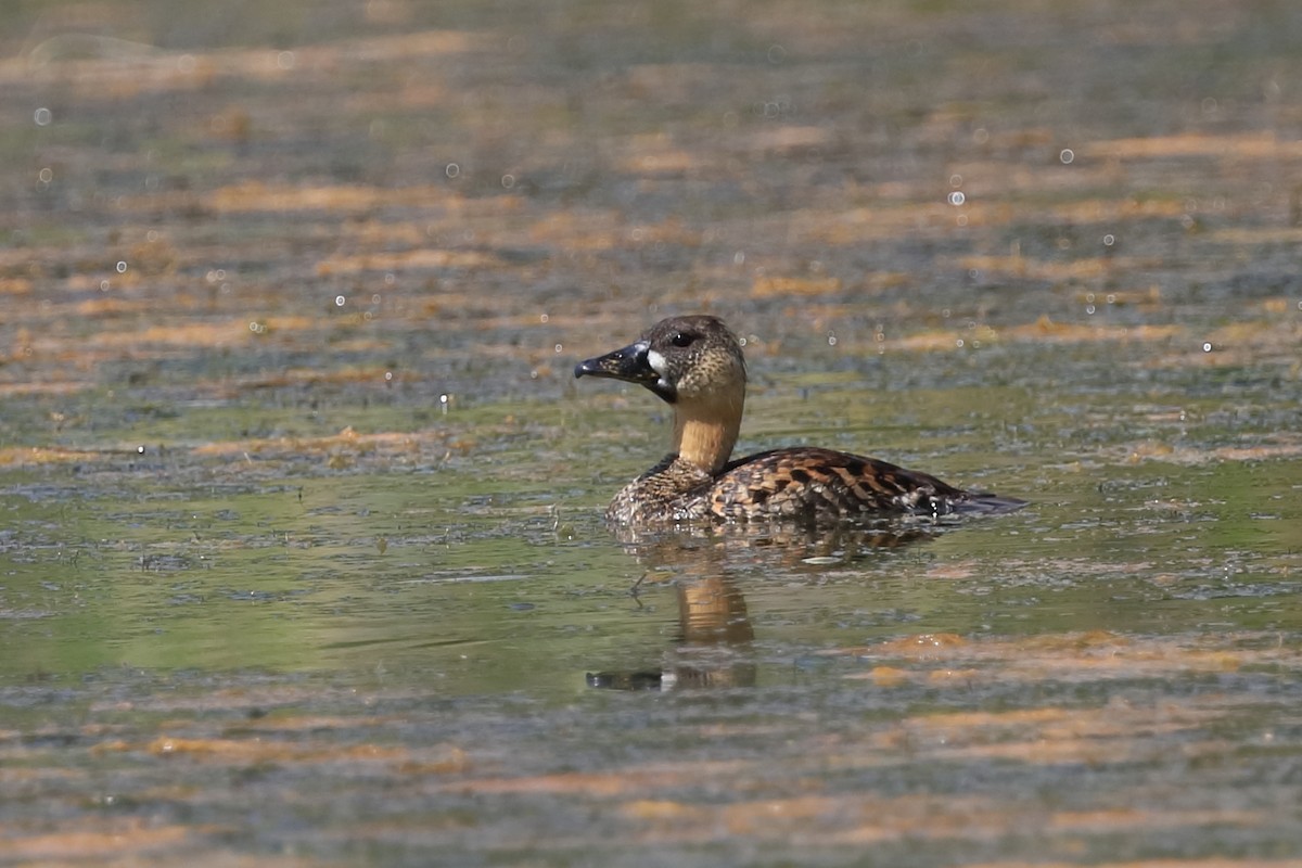 White-backed Duck - Phil Stouffer