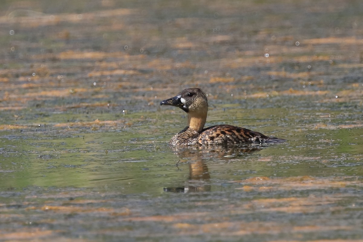 White-backed Duck - ML540542571