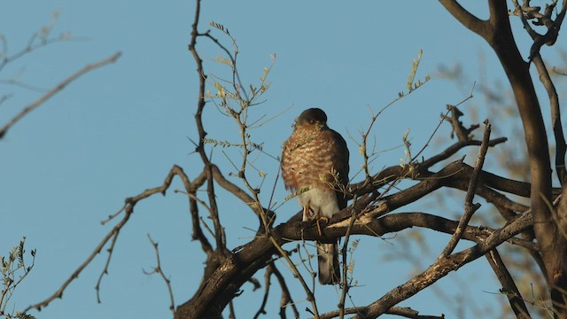 Sharp-shinned Hawk - ML540542941