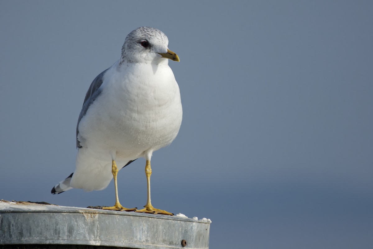 Common Gull - ML540543031