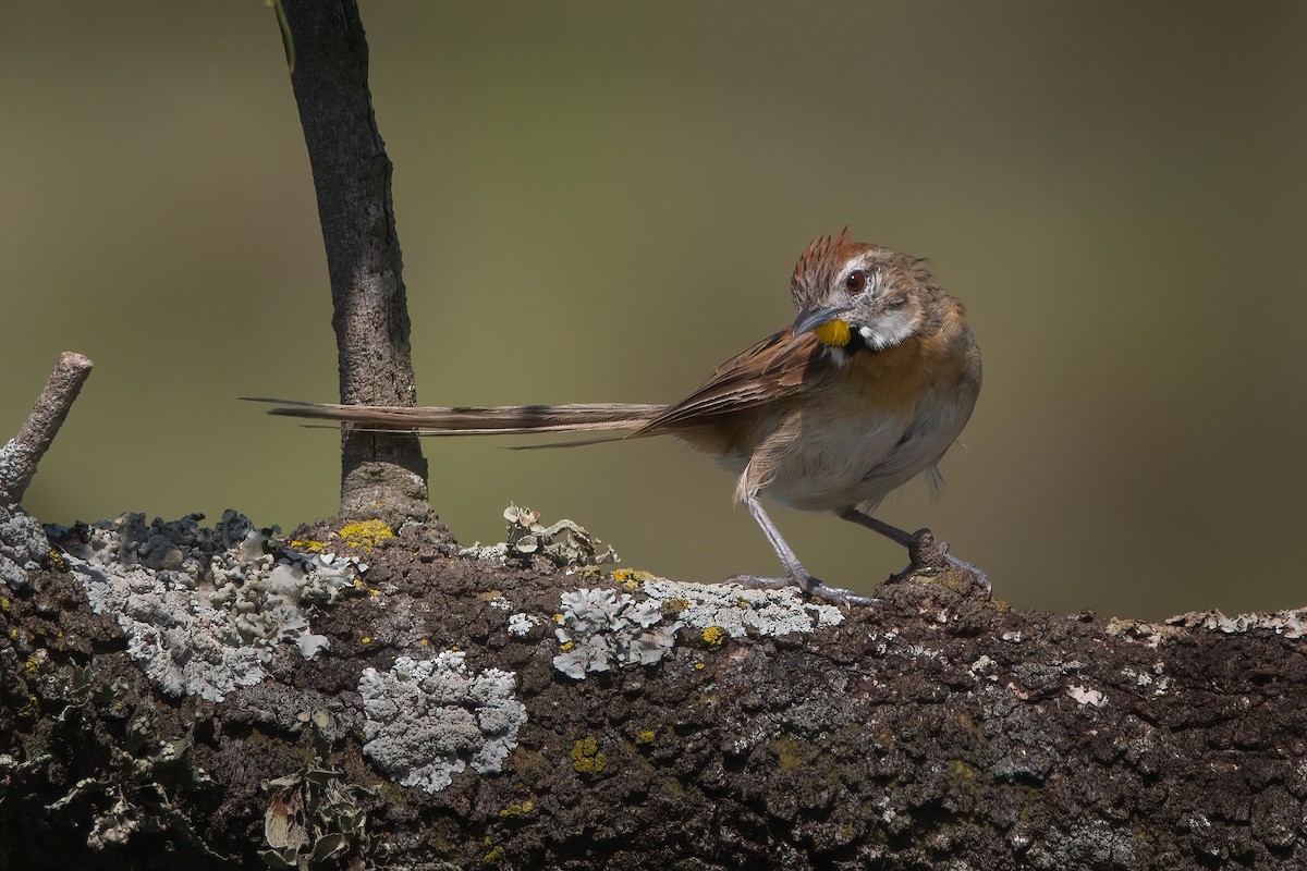 Chotoy Spinetail - ML540543411
