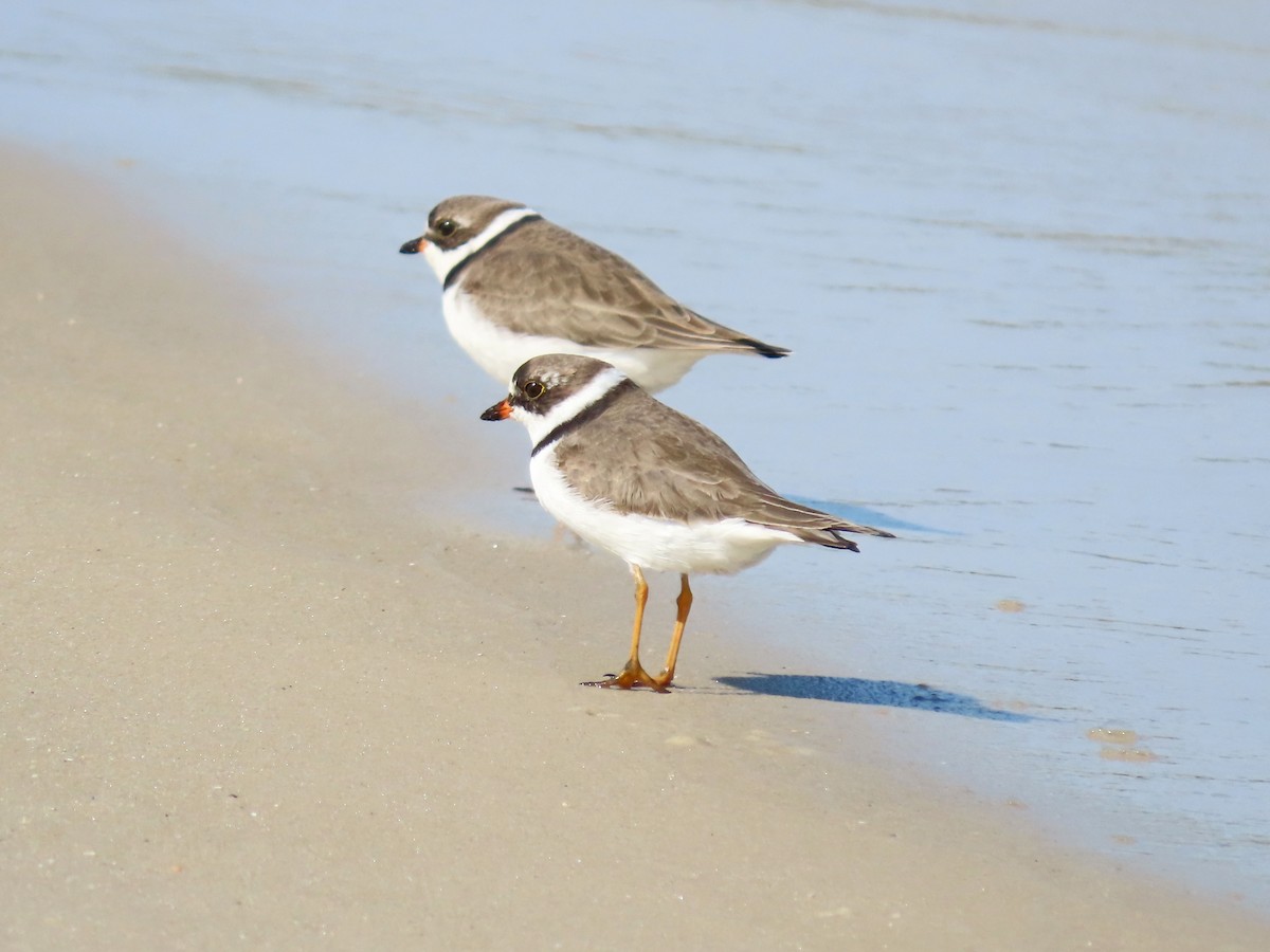 Semipalmated Plover - ML540543491