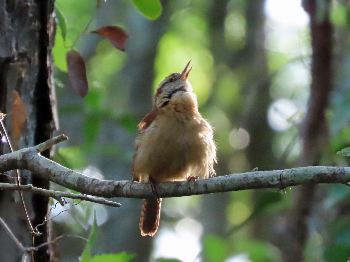 Carolina Wren - C. Phillips