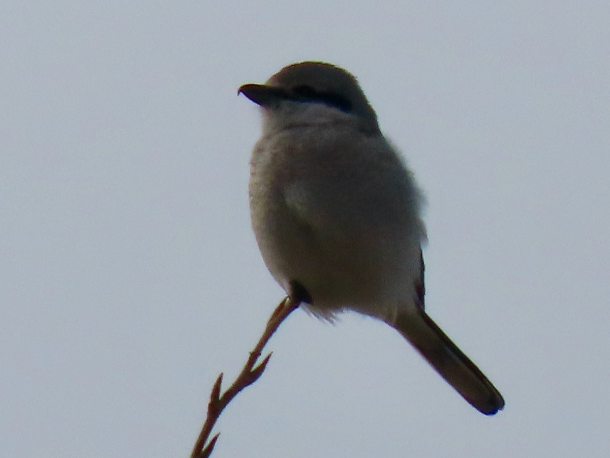 Northern Shrike - ML540544241