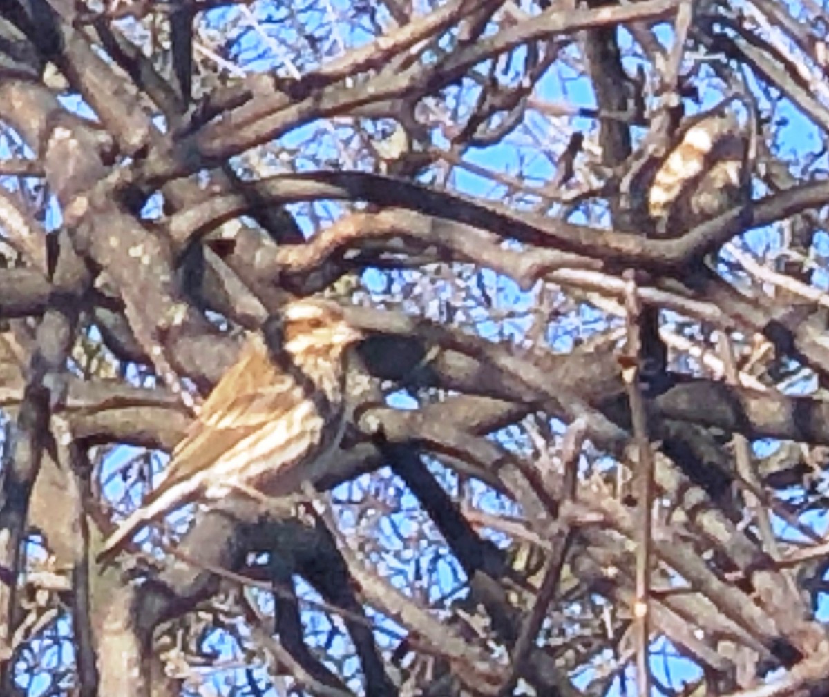 Purple Finch - ML540544381