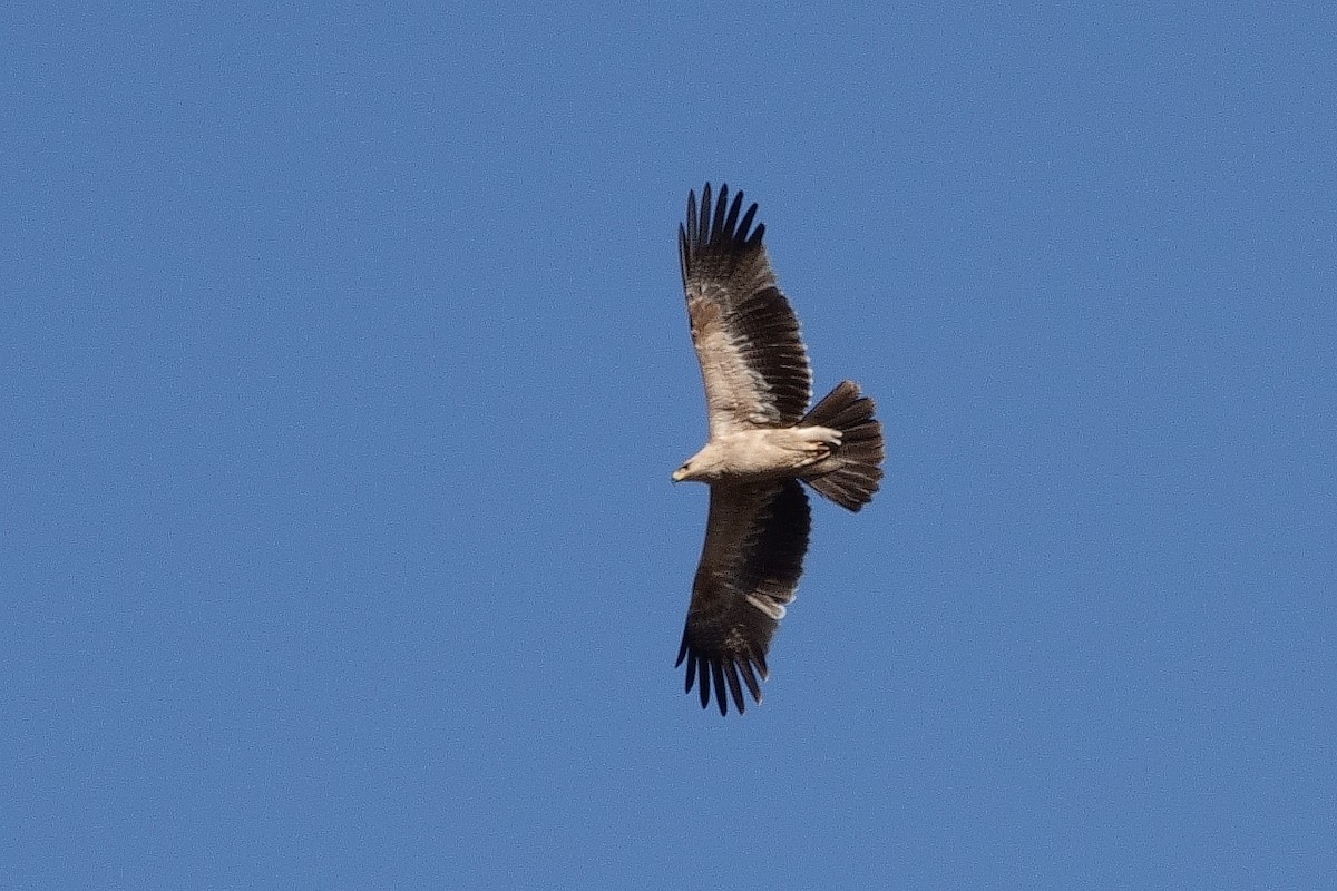 Tawny Eagle - Ilya Maclean