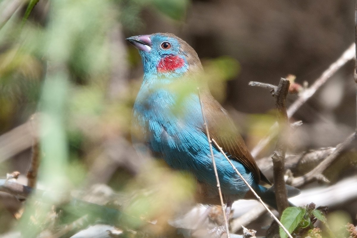 Red-cheeked Cordonbleu - Ilya Maclean