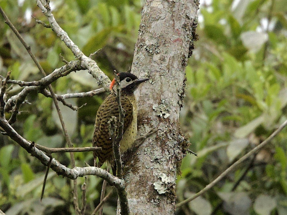Spot-breasted Woodpecker - Sue Flecker